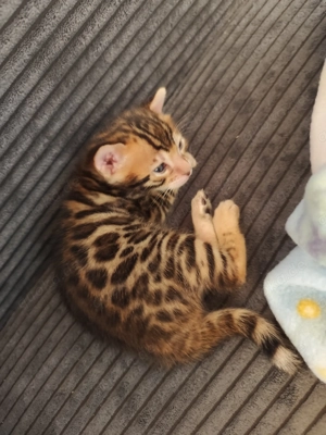 Reinrassiges Bengal Kitten (Mädchen)