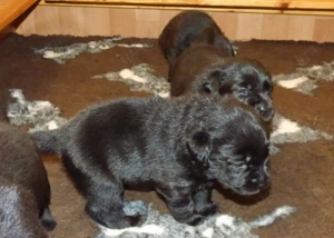 Wir haben Welpen in Schwarz