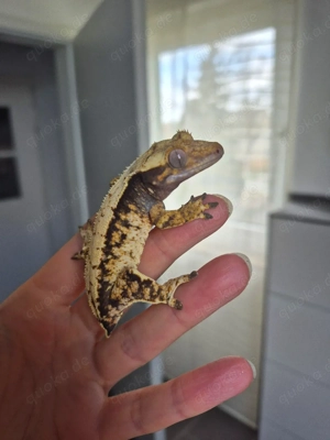 Kronengecko Weibchen Correlophus ciliatus Extreme Harlequin 