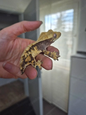 2 Kronengecko Weibchen Correlophus ciliatus Extreme Harlequin 