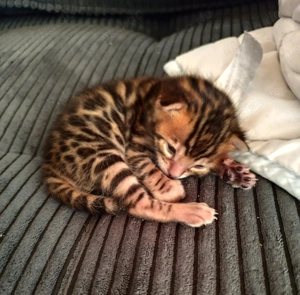 Reinrassiges Bengal Kitten (Mädchen)