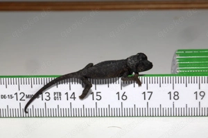 Biete F1-NZen Trioceros jacksonii "willengensis"