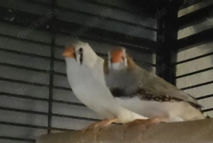 Zebrafinken mit großem Käfig abzugeben 