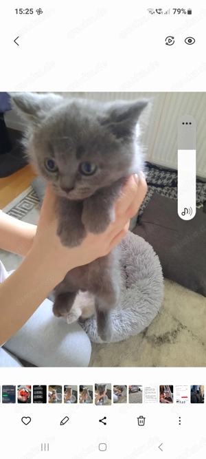 Britisch Kurzhaarkitten