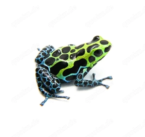 Suche Ranitomeya variabilis  Southern 