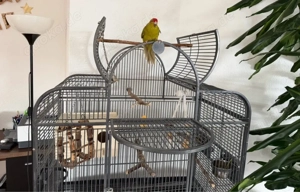 Ziegensittich mit Käfig abzugeben