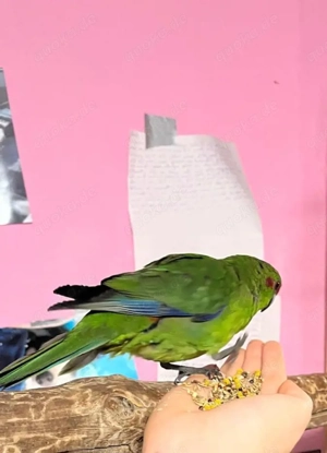 ziegensittich henne abzugeben 