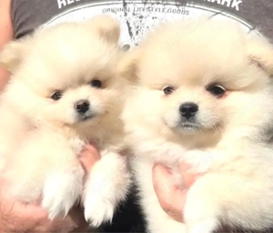 Reinrassige Pomeranian Zwergspitz Welpen 