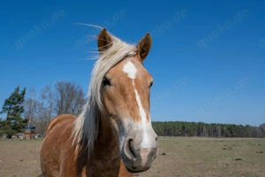 Hübsche Haflingerstute