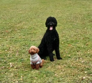 liebevolle, private Hundebetreuung in München Schwabing