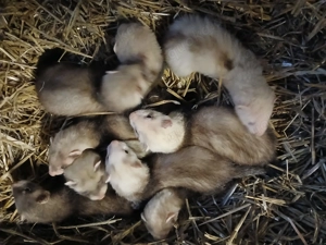 Junge Frettchen abzugeben