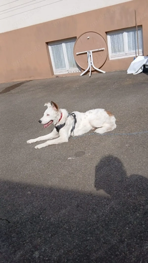 7 monate alter weißer Schäferhund mischling 