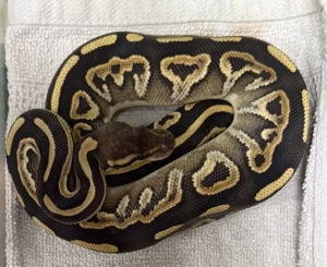 0.1 Black Pastel Mojave DH DG GS