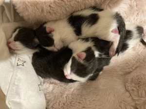 Kitten zu verkaufen in Schwanz weis 