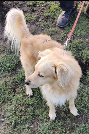 Charly. Kleiner Bursche sucht Zuhause Bild 3