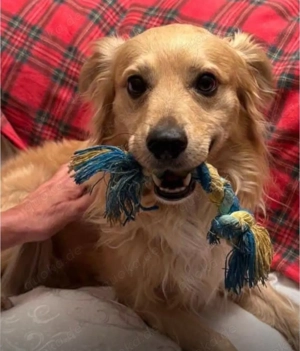 Charly. Kleiner Bursche sucht Zuhause Bild 2