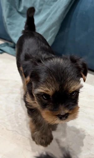 Yorki Welpen , Yorkshire