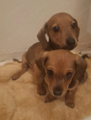 Zwerg Dackel Welpen 12 Wochen alt 