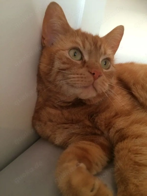 Wunderschöne rotgetigerte Katze zu verkaufen 