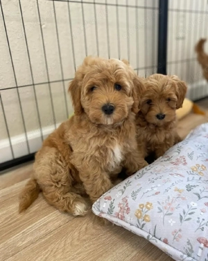 Goldendoodle-Welpen suchen liebevolle Familien ab