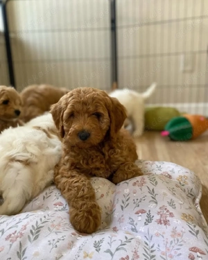 Kräftige Goldendoodle-Welpen suchen ein tierfreundliches Zuhause