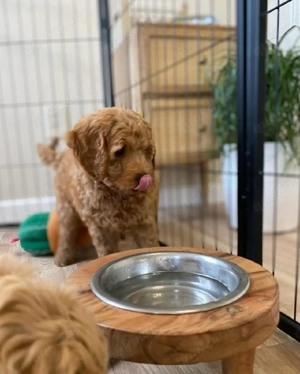 F1 Goldendoodle-Welpen verfügbar