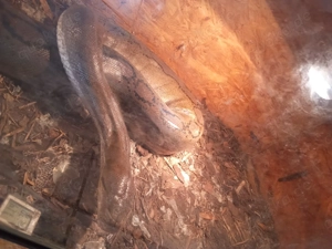 Netzpython abzugeben 