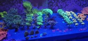 Meerwasser Korallen LPS 