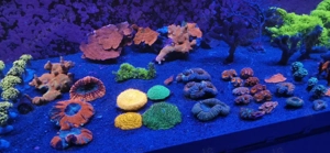 Meerwasser Korallen LPS  Bild 2