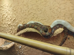 Verkaufe drei Kornnattern mit Terrarium und Deko!