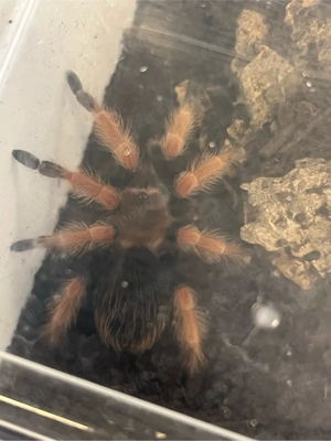 Brachypelma boehmei