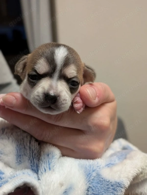 Wunderschöne Chihuahua Welpen in KH