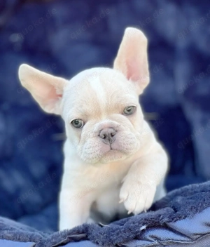 Französische Bulldoggenwelpen 