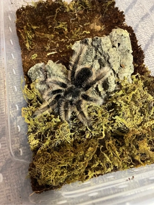 Tliltocatl albopilosus Weibchen