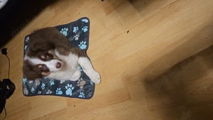 Austrailan Shepherd Hündin Welpe 