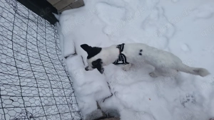 Jack Russel Mix 2 Jahre sucht