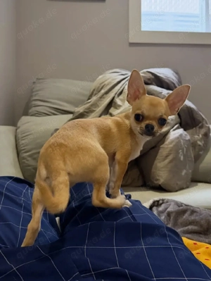 Larry sucht ein neues Zuhause