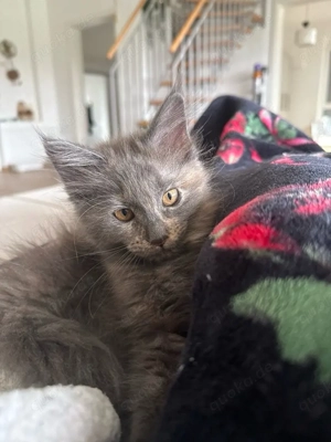 Maine Coon Kitten abgabebereit einmaliger privater Wurf