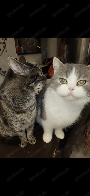 3 liebe Kater in gute Hände ( wegen Krankheit  )