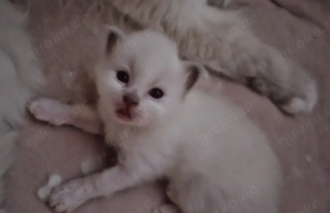 Heilige Birma Kitten