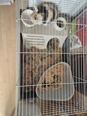 Kaninchen 1 Jahr alt Löwrnköpchen