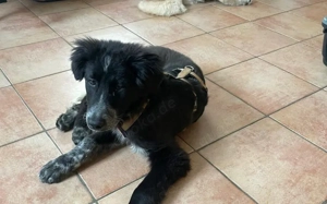 Wer schenkt Fräulein Menke sein Herz und ein liebevolles Für-Immer-Zuhause?