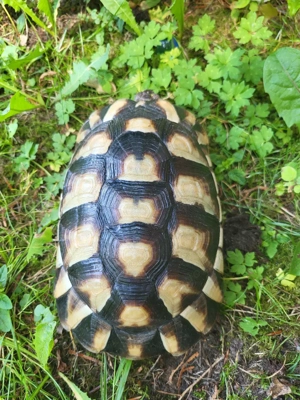 Breitrandschuldkröte