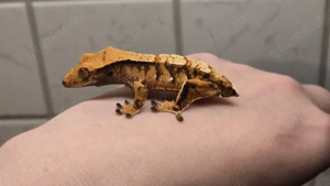 Kronengecko 0.0.1 Correlophus ciliatus