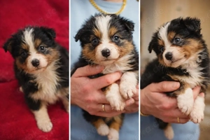 Australian Shepherd Welpen 