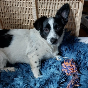 Süße Lena - auf Pflegestelle in Potenstein!