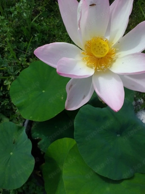 Lotusblume(Rhizom).Rarität!