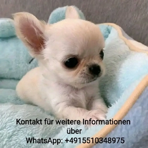 Chihuahua Welpen ,reinrassig, liebevoll aufgezogen