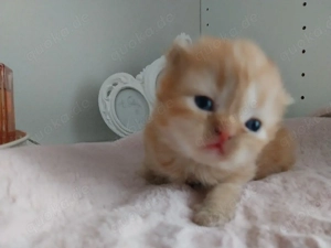 Die süßeste Perser kitten der Welt 