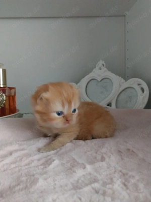 Reinrassige Perser Deckkater